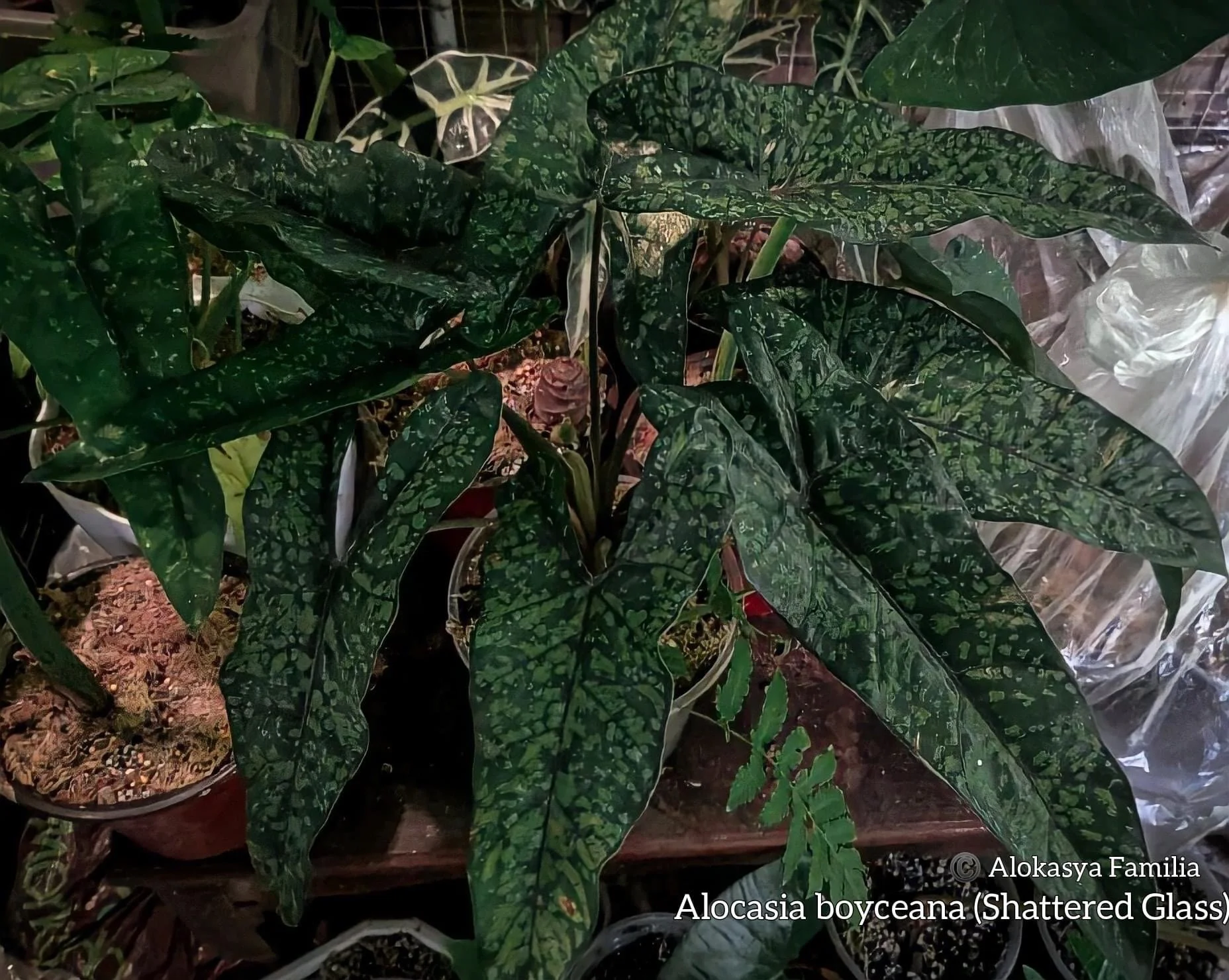 ALOCASIA HETEROPHYLLA 'SHATTERED GLASS' — Aroidpedia